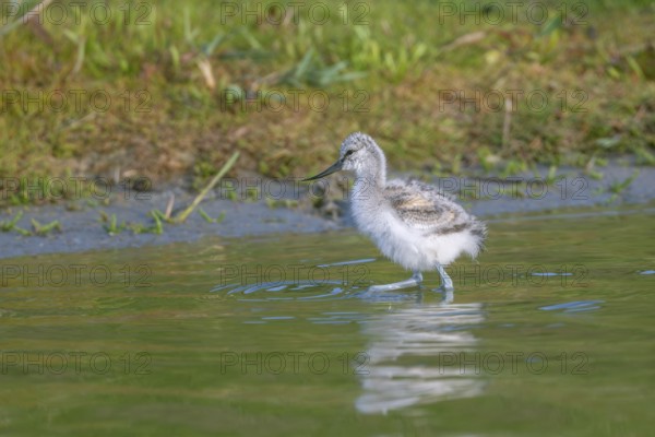 Avocet (Recurvirostra avosetta), chick foraging in the water, Texel, province of North Holland, Netherlands