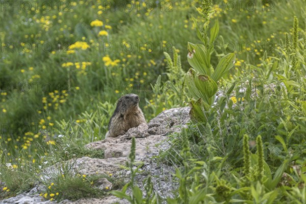 Marmot (Marmota marmota), Monte Baldo, Veneto, Italy