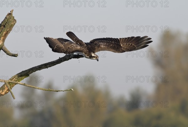 Osprey (Pandion haliaetus) flying from a tree, Lower Rhine, North Rhine-Westphalia, Germany
