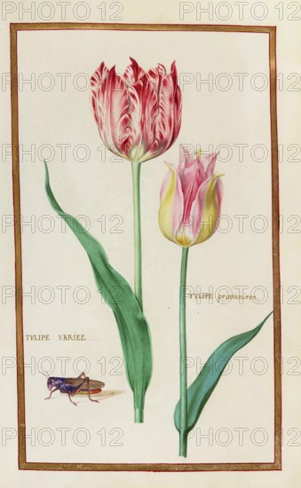 Tulips, Historical, digitally enhanced reproduction from Theatrum florae (1624) by Daniel Rabel (1578 - 1637)