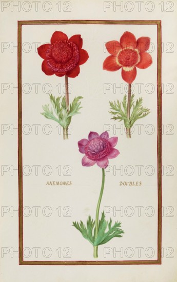 Anemone doubles, double anemone, historical, digitally enhanced reproduction from Theatrum florae (1624) by Daniel Rabel (1578 - 1637)