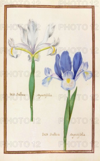 Iris, iris, historical, digitally enhanced reproduction from Theatrum florae (1624) by Daniel Rabel (1578 - 1637)