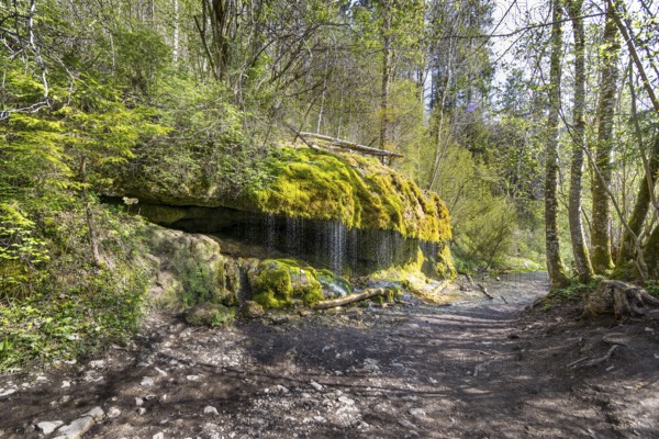 Dietfurt Waterfall, a moss waterfall in the Wutach Gorge, Black Forest, Baden-Württemberg, Germany