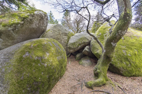 Granite rock Günterfelsen near the source of the Danube, Furtwangen in the Black Forest, Baden-Württemberg, Germany