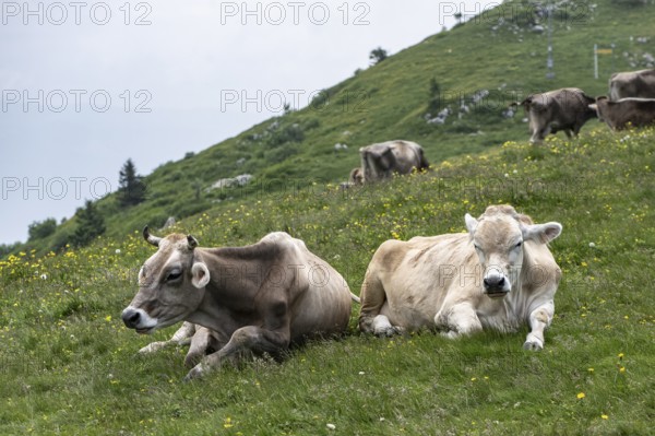 Cows (Bos taurus) on the mountain pasture, Monte Baldo, Veneto, Italy