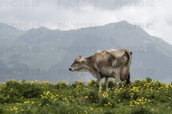 Cow (Bos taurus) on the mountain pasture, Monte Baldo, Veneto, Italy