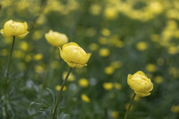 Troll flowers (Trollius europaeus), Monte Baldo, Veneto, Italy