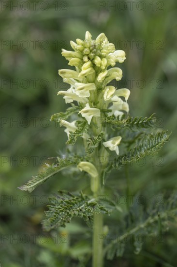 Crested lousewort (Pedicularis comosa), Monte Baldo, Veneto, Italy