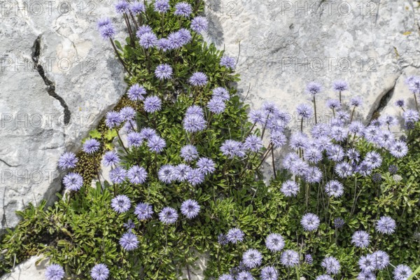 Heart-shaped globe flower (Globularia cordifolia), Monte Baldo, Veneto, Italy