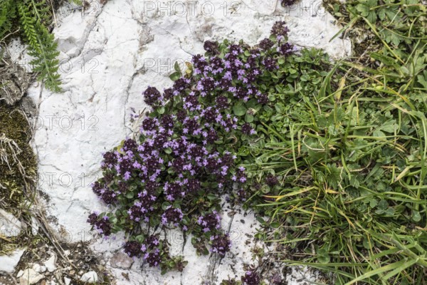 Thymus praecox (Thymus praecox), Monte Baldo, Veneto, Italy