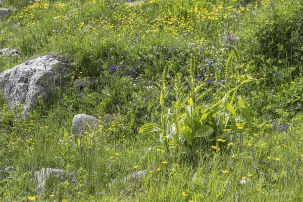 Green germer (Veratrum lobelianum), Monte Baldo, Veneto, Italy