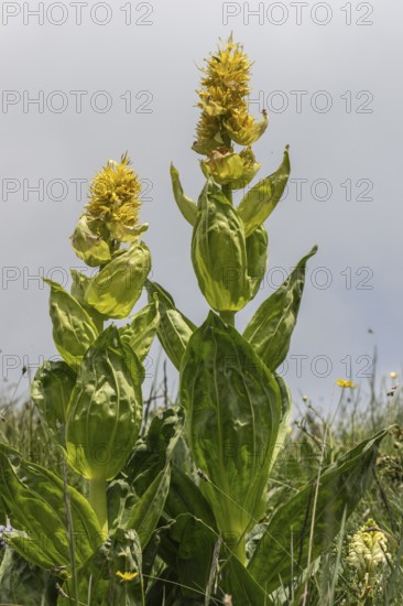 Great yellow gentian (Gentiana lutea), Monte Baldo, Veneto, Italy