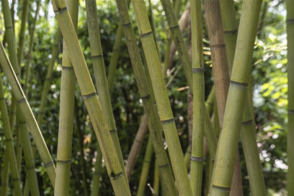Bamboo (Phyllostachys), Lombardy, Italy