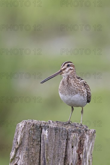 Snipe (Gallinago gallinago), standing on fence post of a pasture, on moorland, snipe birds, wildlife, nature photography, Ochsenmoor, Naturpark Dümmer See, Hüde, Lower Saxony, Germany