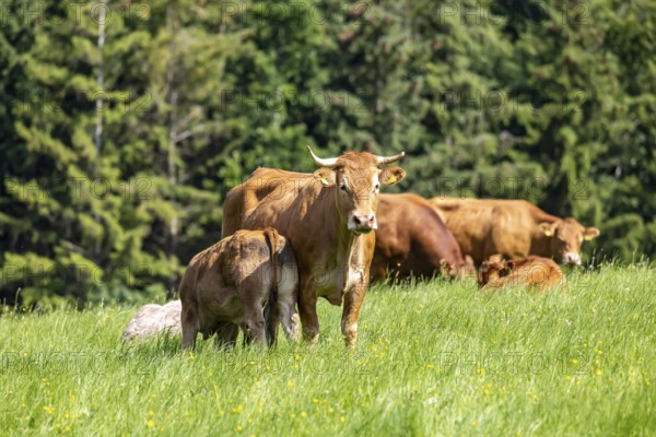 Pasture with cattle and young animals on the Swabian Alb. Amstetten, Baden-Württemberg, Germany