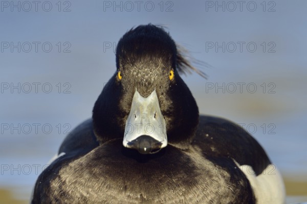 Direct gaze, insistent eye contact... Tufted duck (Aythya fuligula), relatively common native duck species, often travelling in larger flocks in winter, conspicuous due to black and white plumage and yellow eyes, native nature, Lower Rhine, Rhineland, North Rhine-Westphalia, Germany, Western Europe