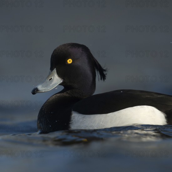 Bright yellow eyes... Tufted Duck (Aythya fuligula), male in fresh plumage, early spring, violet shimmering black and white plumage, blue bill with black tip, relatively common native wild duck, native nature, Lower Rhine, Rhineland, North Rhine-Westphalia, Germany, Western Europe