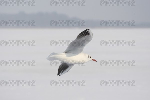 Black-headed Black-headed Gull (Chroicocephalus ridibundus) in a light dress, in gliding flight, Bavaria, Germany, Bavaria, Germany