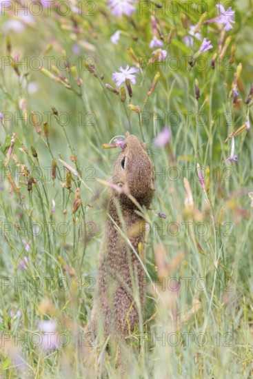 A young European ground squirrel (Spermophilus citellus) or European souslik stands in a meadow with tall green vegetation and eats from it
