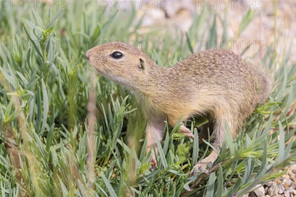 A young European ground squirrel (Spermophilus citellus) or European souslik stands on a gravel hill in a green island of a plant