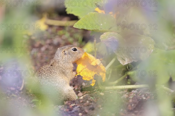 A young European ground squirrel (Spermophilus citellus) or European souslik stands in an agricultural field and eats from the pumpkin blossoms