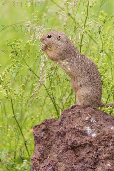 An adult European ground squirrel (Spermophilus citellus) or European souslik stands on a rock in a meadow with tall green vegetation and eats from it