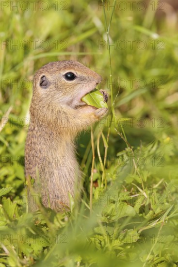 A young European ground squirrel (Spermophilus citellus) or European souslik stands in a meadow with tall green vegetation on a sunny day and eats from it