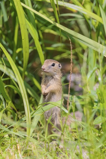 An adult European ground squirrel (Spermophilus citellus) or European souslik stands in a meadow with tall green vegetation on a sunny day