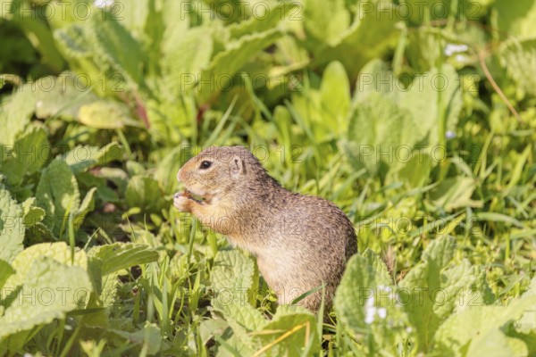 An adult European ground squirrel (Spermophilus citellus) or European souslik stands in a meadow with tall green vegetation on a sunny day and eats from it