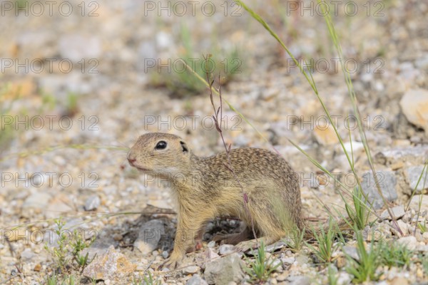 A young European ground squirrel (Spermophilus citellus) or European souslik stands on a gravel hill close to its den