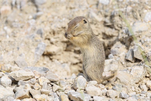 A young European ground squirrel (Spermophilus citellus) or European souslik stands upright on a gravel mound near its burrow