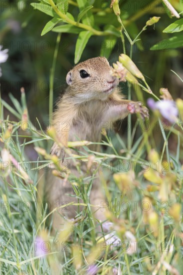 A young European ground squirrel (Spermophilus citellus) or European souslik stands in a meadow with tall green vegetation and eats from it