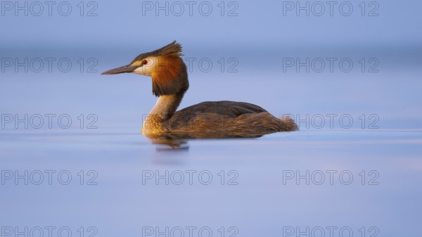 A great crested grebe (Podiceps Scalloped ribbonfish) swimming on the Steinhuder Meer, animal photo, bird, bird species, nature photo, wildlife, fauna, Hagenburg, Lower Saxony, Germany