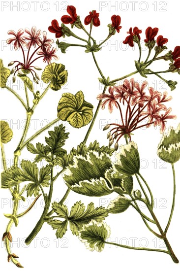 Cranesbill plants of the species Geranium Africanum, historical, digitally restored reproduction from a 19th century model
