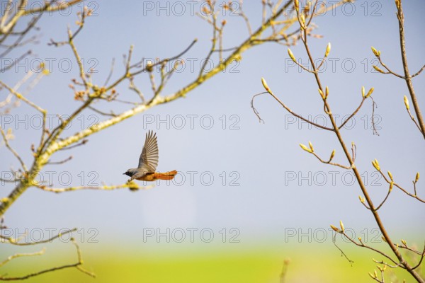 Redstart (Phoenicurus phoenicurus) Germany