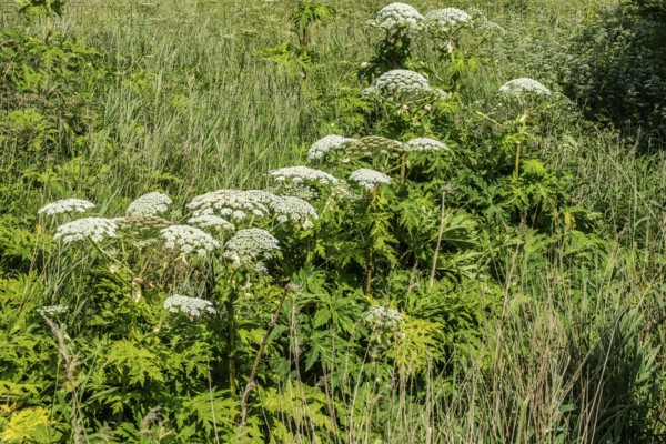 Flowering Giant Hogweed, (Heracleum mantegazzianum) an invasive species that is difficult to eradicate, in Glemminge, Ystad Municipality, Skåne County, Sweden, Scandinavia
