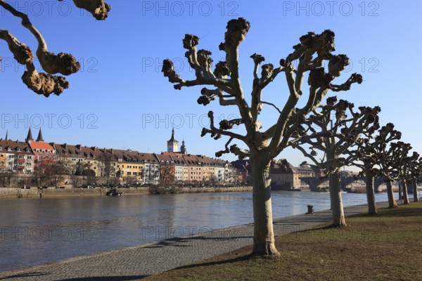 Pruning, pruned plane trees, here on the banks of the Main in Würzburg, Lower Franconia, Bavaria, Germany