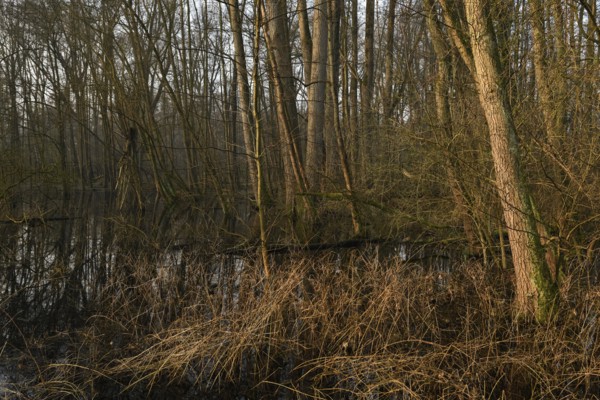 In the quarry forest, swamp forest... Meerbusch (Lanker Bruch), swampy alluvial forest, alder swamp forest in the area of a Rhine siltation loop, old Rhine, endangered native nature, landscape in North Rhine-Westphalia, Germany, Meerbusch, Rhine district Neuss, North Rhine-Westphalia, Western Europe
