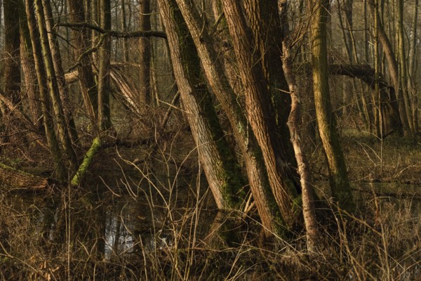 In the quarry forest, swamp forest... Meerbusch (Lanker Bruch), swampy alluvial forest with alders, poplars, ash trees and dense undergrowth, alder swamp forest in the area of a Rhine meander that silted up centuries ago, old Rhine, endangered native nature, landscape in North Rhine-Westphalia, Germany, Meerbusch, Rhine district of Neuss, North Rhine-Westphalia, Western Europe