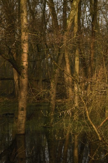 At high water levels... near-natural marshy forest, alluvial forest with alders, poplars, ash trees and dense undergrowth, alder forest in the area of a Rhine meander that silted up centuries ago, old Rhine, endangered native nature, unspoilt landscape in North Rhine-Westphalia, Germany, Lanker Bruch, Strümper Bruch, Ilvericher Altrheinschlinge, Meerbusch, Rhein-Kreis Neuss, North Rhine-Westphalia, Western Europe