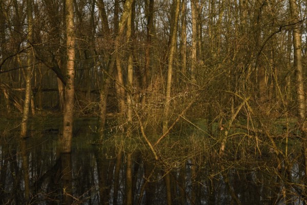 At high water levels... near-natural marshy forest, alluvial forest with alders, poplars, ash trees and dense undergrowth, alder forest in the area of a Rhine meander that silted up centuries ago, old Rhine, endangered native nature, unspoilt landscape in North Rhine-Westphalia, Germany, Lanker Bruch, Strümper Bruch, Ilvericher Altrheinschlinge, Meerbusch, Rhein-Kreis Neuss, North Rhine-Westphalia, Western Europe