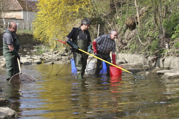 Fishermen, anglers fishing with current in the town stream of Mindelheim, fish counting and species protection, Allgäu, Bavaria, Germany, Allgäu, Bayern, Deutschland