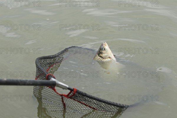 Whitefish (Leuciscinae) in landing net, South Hungary, Hungary, South Hungary, Hungary