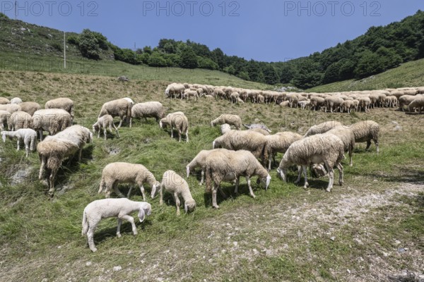 Flock of sheep (Ovis gmelini), Ferrara di Monte Baldo, Italy