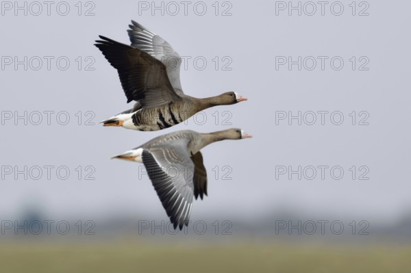 Travelling together... White-fronted geese (Anser albifrons) in their winter quarters on the Lower Rhine, Nordic geese, Arctic wild geese in synchronised flight, flying geese, pair, couple, Lower Rhine, Rhineland, North Rhine-Westphalia, Germany, Western Europe