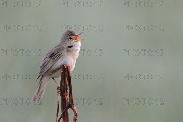 Powerful-voiced native songbird ... Marsh warbler (Acrocephalus palustris), visually inconspicuous, smaller, widespread bird, migratory bird, late returnee, sings, courtship display still in summer, North Rhine-Westphalia, Germany, Western Europe