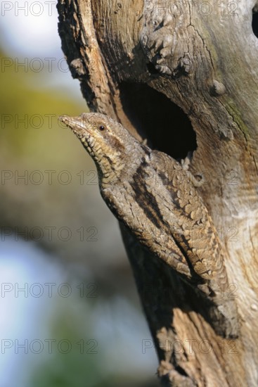 Securing itself in front of the breeding den... Wryneck (Jynx torquilla), rare native, rather atypical woodpecker species, habitat e.g. orchards with old trees, North Rhine-Westphalia, Germany, Western Europe