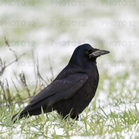 Rook (Corvus frugilegus) in winter, sitting on farmland, in a meadow in the snow, resting, rather shy, very attentive, but above all clever bird, corvid, native wildlife, wildlife, North Rhine-Westphalia, Germany, Western Europe