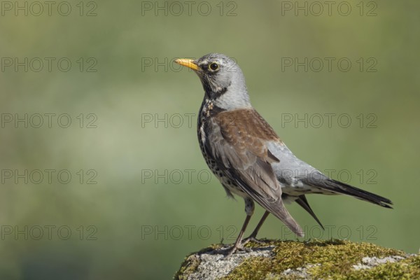 Proud bird... Juniper thrush (Turdus pilaris), male in breeding plumage, well-known native songbird, detailed photo, beautiful light, beautiful colours, Lower Rhine, North Rhine-Westphalia, Germany, Western Europe