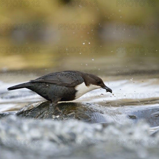 Successful... White-throated Dipper (Cinclus cinclus) standing on a stone in the middle of flowing water, with prey in its beak, has caught caddis fly larva, native birdlife, wildlife, nature, Sauerland, North Rhine-Westphalia, Germany, Western Europe